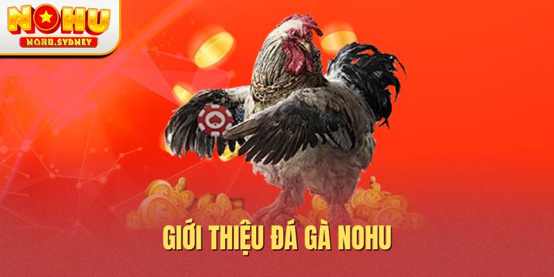 Giới thiệu đá gà Nohu